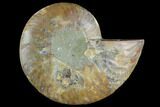 Agatized Ammonite Fossil (Half) - Madagascar #125052-1